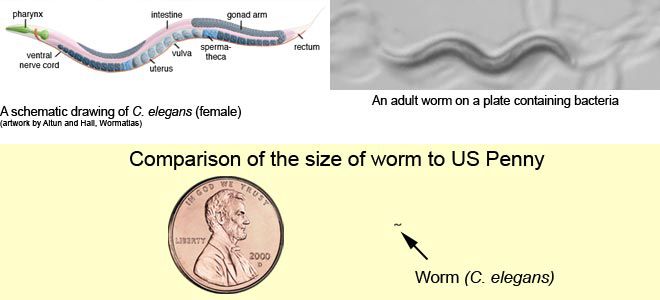 C. elegant worms